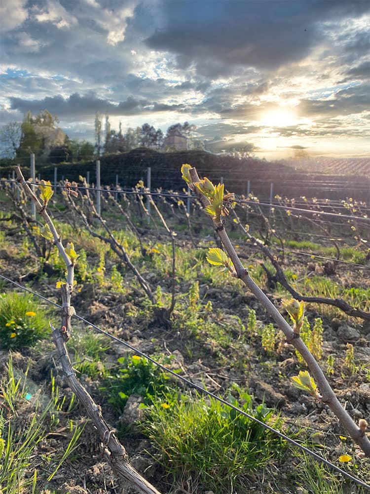 Champagne Liébart-Régnier