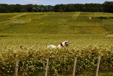 60 ans que nous cultivons votre plaisir